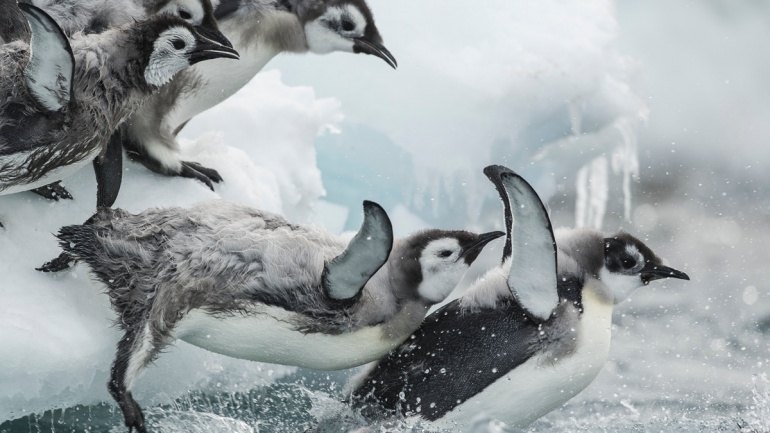 Les bébés manchots empereurs plongeant dans l'antarctique