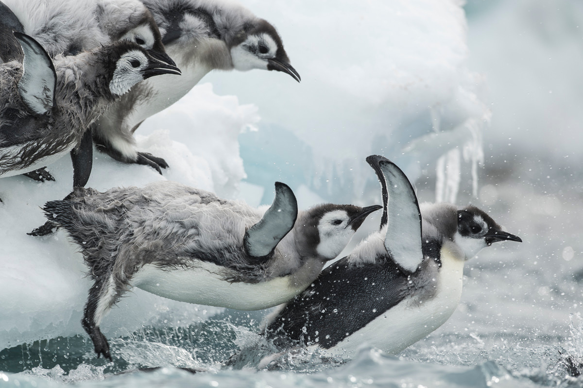 Les bébés manchots empereurs plongeant dans l'antarctique