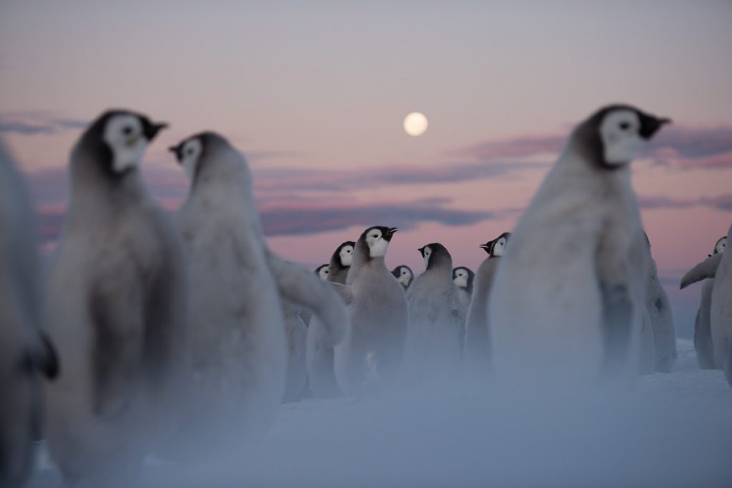 Antarctica