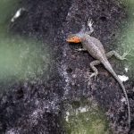 Lézard des Galapagos