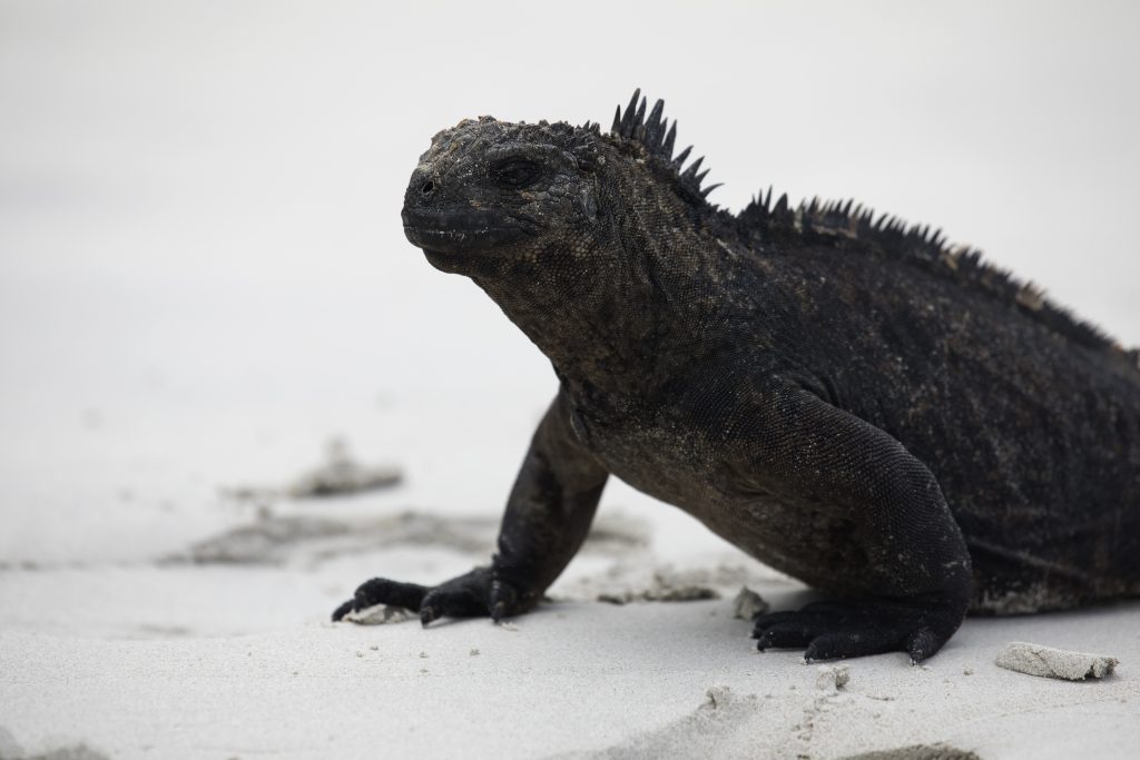 L'iguane des Galapagos