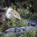 Iguane des Galapagos