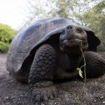 Tortue géante des Galapagos