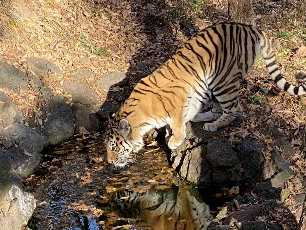 Tigre de Sibérie