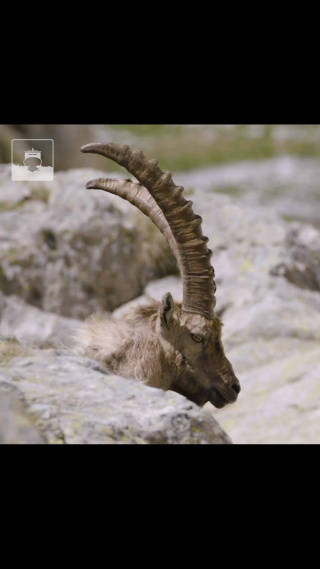 Le bouquetin est un as de la montagne, on le retrouve notamment dans les Alpes. Plus les lieux sont escarpés, plus il est à son aise ! On reconnaît le mâle à ses longues cornes qui peuvent atteindre 1 mètre de long. Son pelage évolue au fil des saisons et lui permet de résister aux températures hivernales. Fortement chassés à une période, le bouquetin a bien failli disparaître de nos montagnes. Il y est de nouveau bien implanté grâce à des programmes de réintroduction.

En savoir plus sur #Icebreaker Studios : https://www.icebreaker-studios.com

Espèce de, par Malia Chaton
Musique : Not So Innocent de Bruce Aronson

#bouquetin #bouc #cabri #chevre #montagne #nature #environnement #alpes