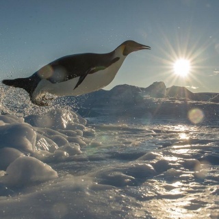 Le changement climatique a un réel impact sur la biodiversité animale. Pour survivre, certaines espèces doivent s'adapter ou migrer... Comme le manchot adélie qui doit parcourir plus de distance pour trouver de la nourriture au-delà de la banquise Antarctique .
Dès maintenant, apprenez en davantage sur le changement climatique grâce à l'Atelier des Partages, notre programme d'e-learning : https://ibk.im/atelier